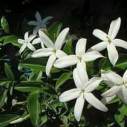 Jasminum Tortusum