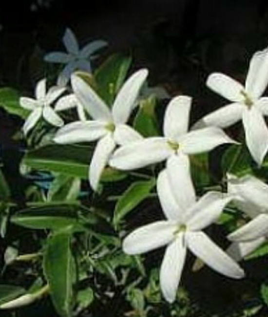 Jasminum Tortusum