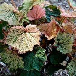 Begonia Vallid