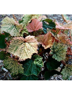 Begonia Vallid