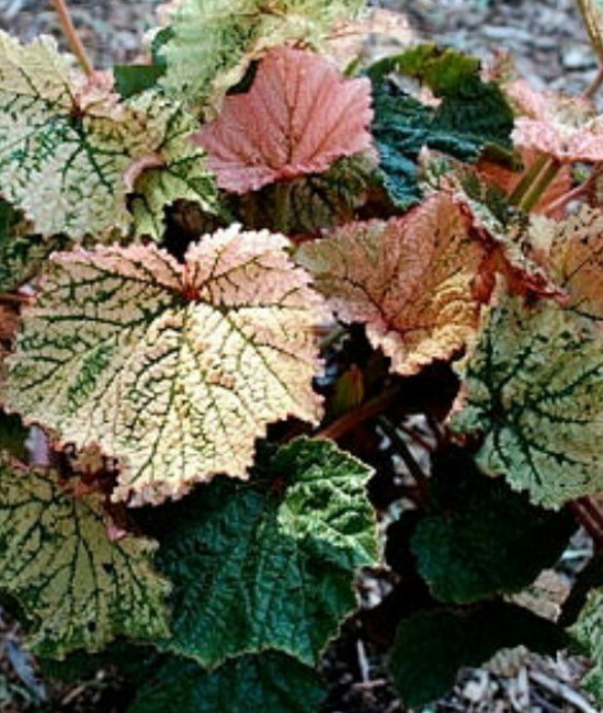 Begonia Vallid