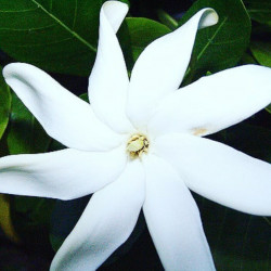 Gardenia tahitensi