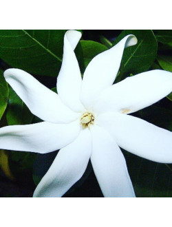 Gardenia tahitensi