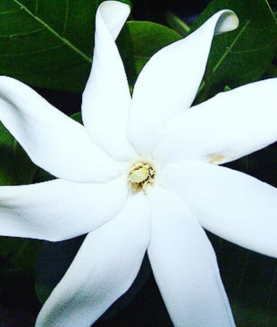 Gardenia tahitensi