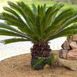 Cycas Revoluta
