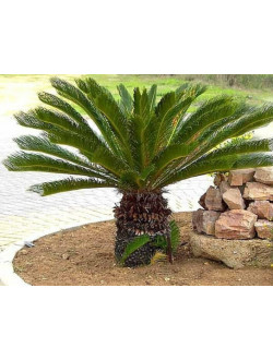 Cycas Revoluta