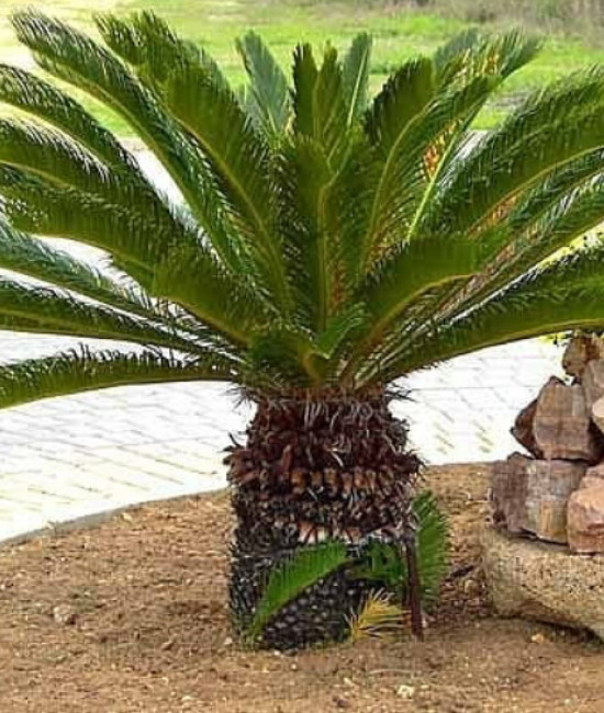 Cycas Revoluta