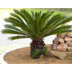 Cycas Revoluta