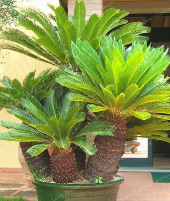 Cycas Revoluta