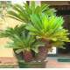 Cycas Revoluta