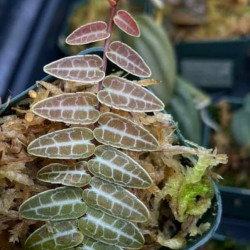 Marcgravia umbellata “red”