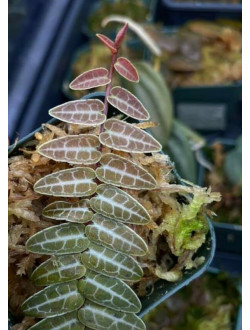 Marcgravia umbellata “red”