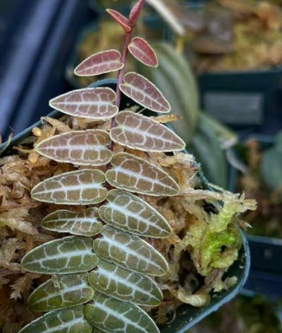 Marcgravia umbellata “red”