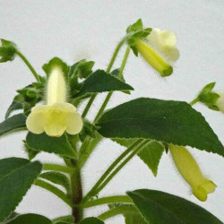 Kohleria Yellow Cat