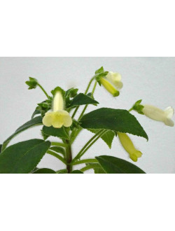 Kohleria Yellow Cat