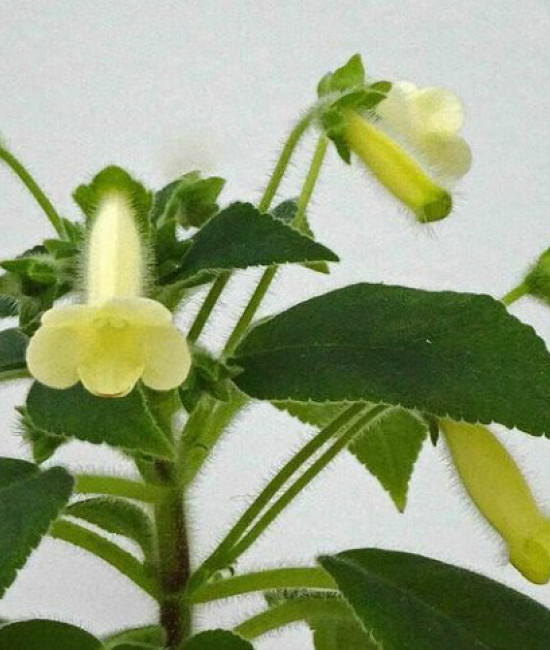 Kohleria Yellow Cat