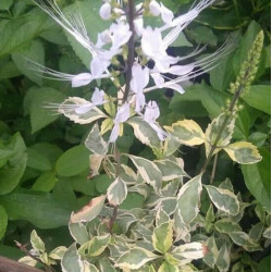 Clerodendrum spicatum variegata