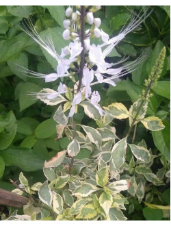 Clerodendrum spicatum variegata