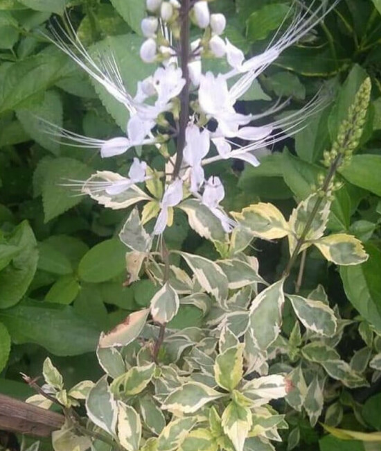 Clerodendrum spicatum variegata