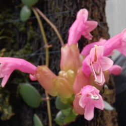 Aeschynanthus Thai Pink-эсхинантус 