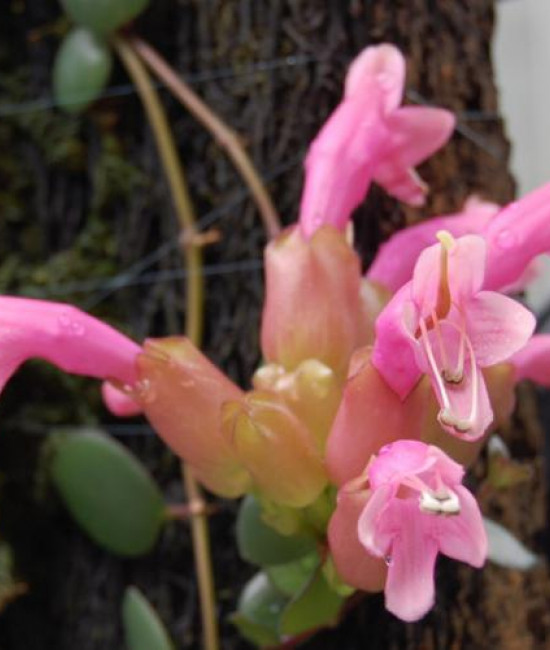 Aeschynanthus Thai Pink-эсхинантус 