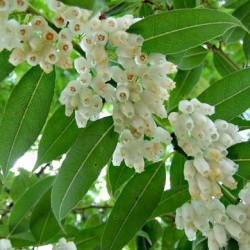 Agarista populifolia