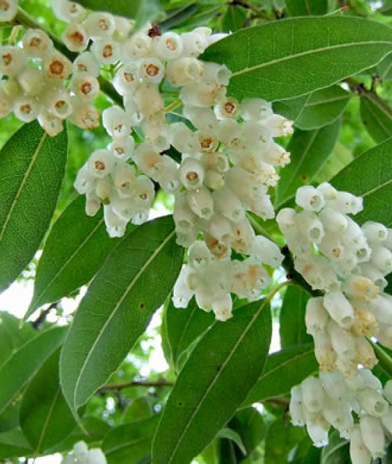 Agarista populifolia