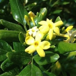 Jasminum odoratissimum