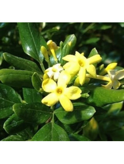 Jasminum odoratissimum