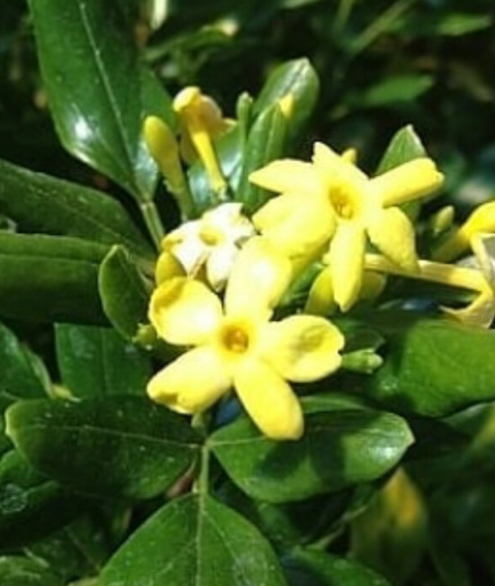 Jasminum odoratissimum