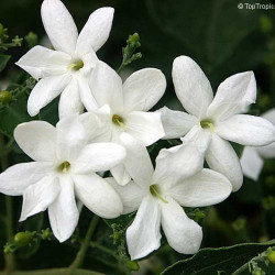 Jasminum Moll