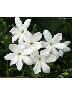 Jasminum Moll