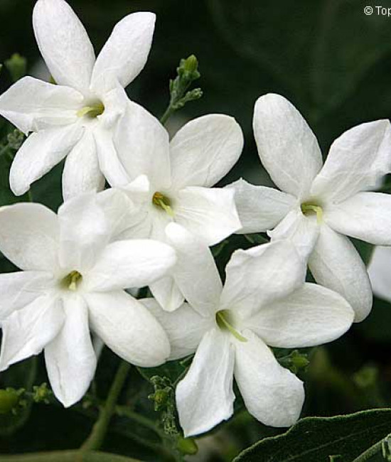 Jasminum Moll