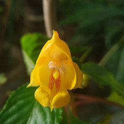 Бальзам jungle gold