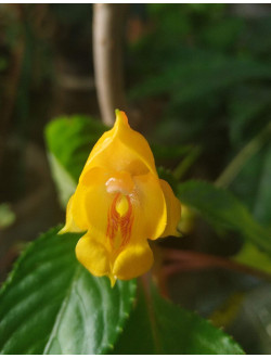 Бальзам jungle gold