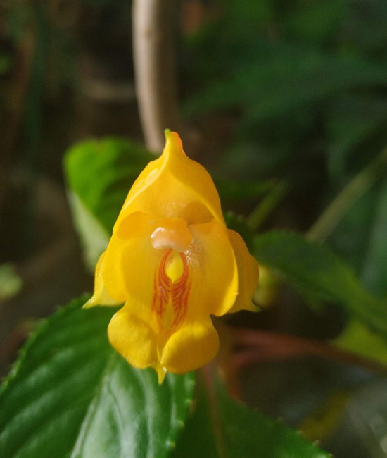 Бальзам jungle gold