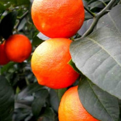 Сitrus santa barbara red lime