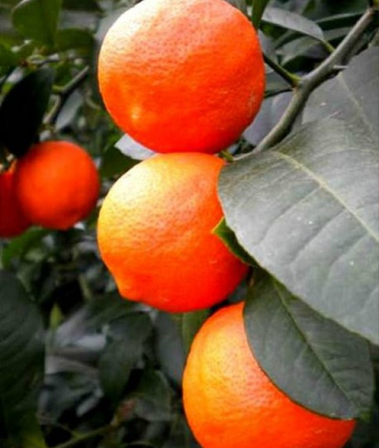 Сitrus santa barbara red lime