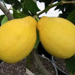 Citrus lemon ( L.) Burn. Adamo