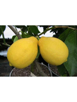 Citrus lemon ( L.) Burn. Adamo