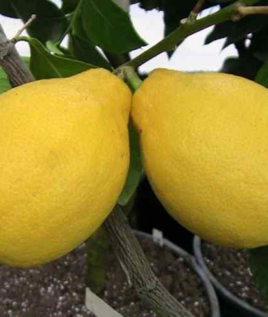 Citrus lemon ( L.) Burn. Adamo