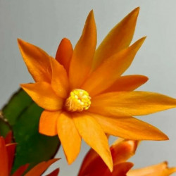 Ripsalidopsis Colomba
