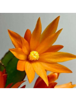 Ripsalidopsis Colomba