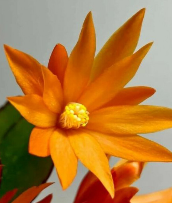 Ripsalidopsis Colomba