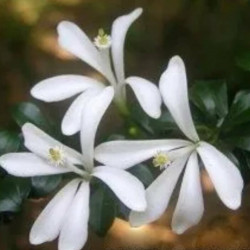 Turraea obtusifolia