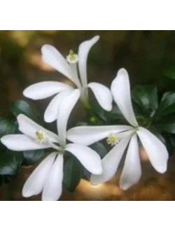Turraea obtusifolia