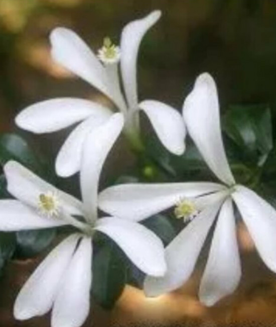 Turraea obtusifolia