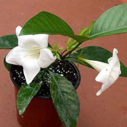 Portlandia Latifolia Dwarf