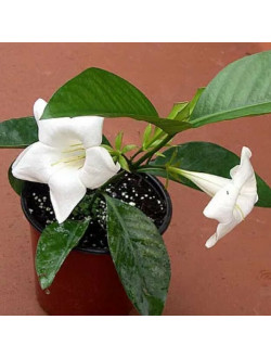 Portlandia Latifolia Dwarf