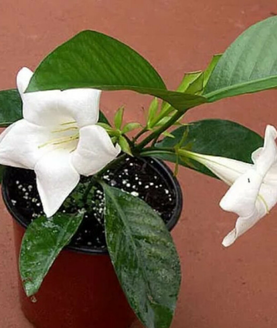 Portlandia Latifolia Dwarf